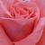 Pomarańczowo - różowy - Róże rabatowe floribunda - Favorite®